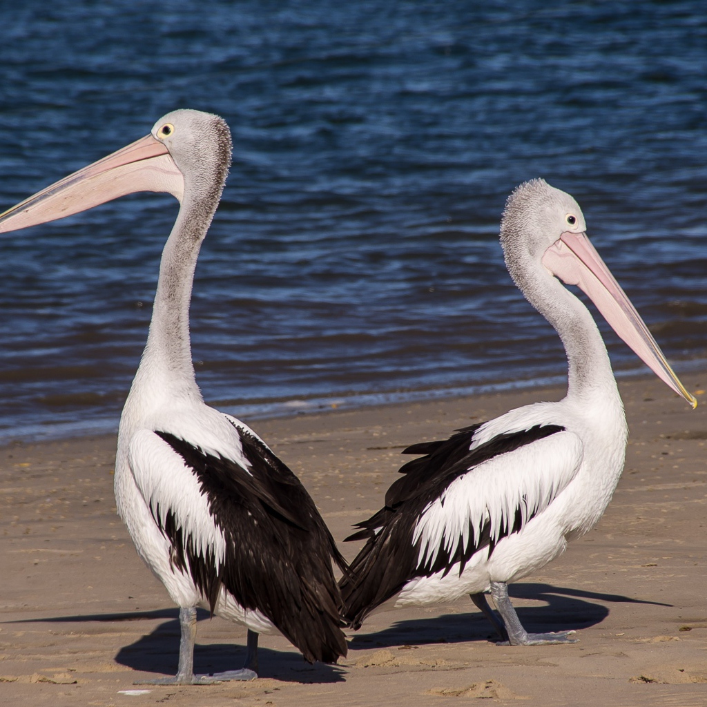 Два пеликана стоят на мокром песке у моря