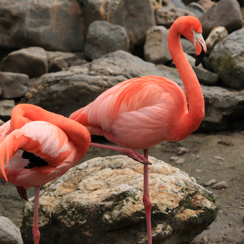 Два розовых фламинго в зоопарке у камней
