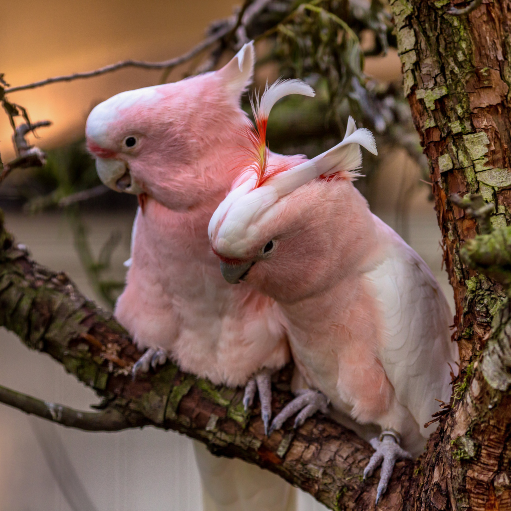Два розовых  попугая на ветке дерева