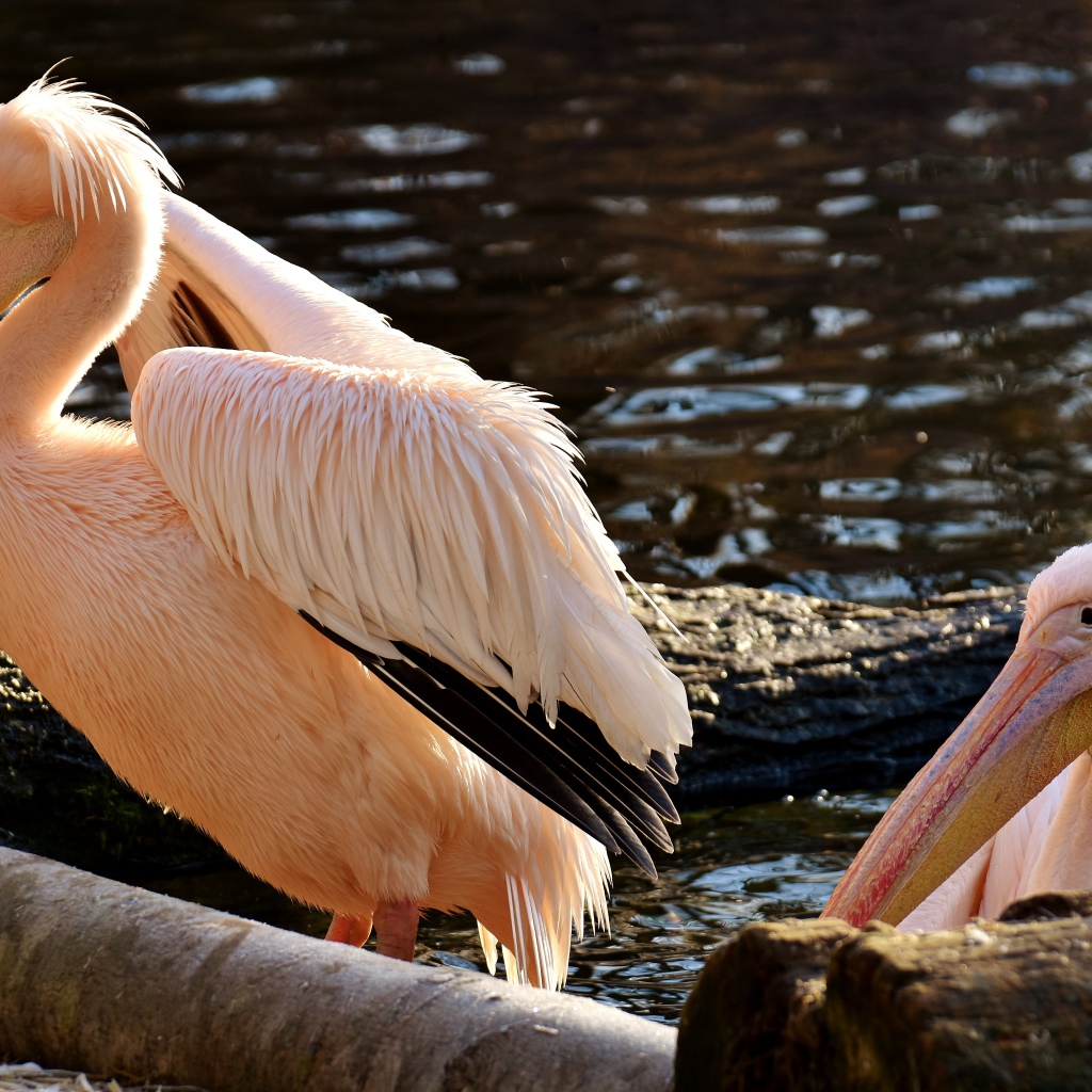 Два розовых пеликана у воды