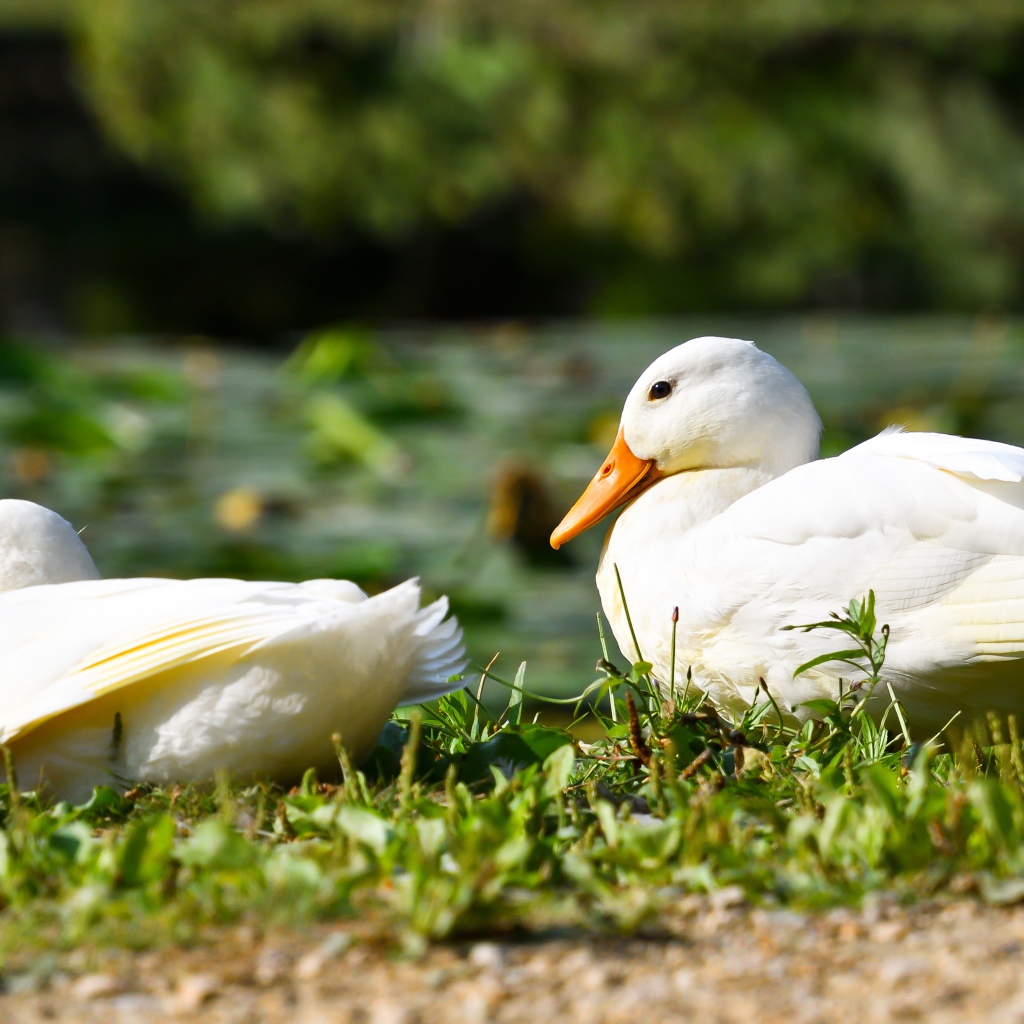 Две белые утки сидят на зеленой траве
