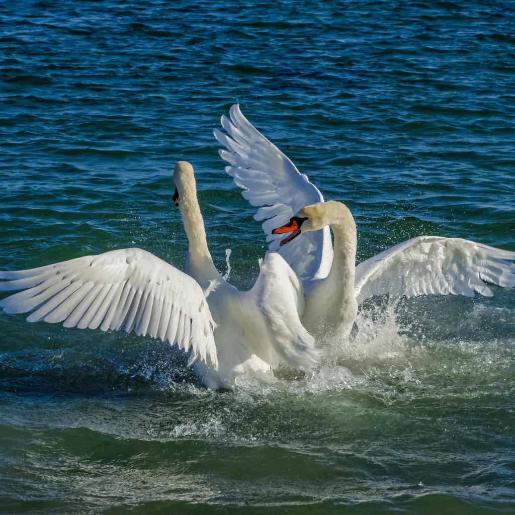 Два белых лебедя в брызгах воды в озере