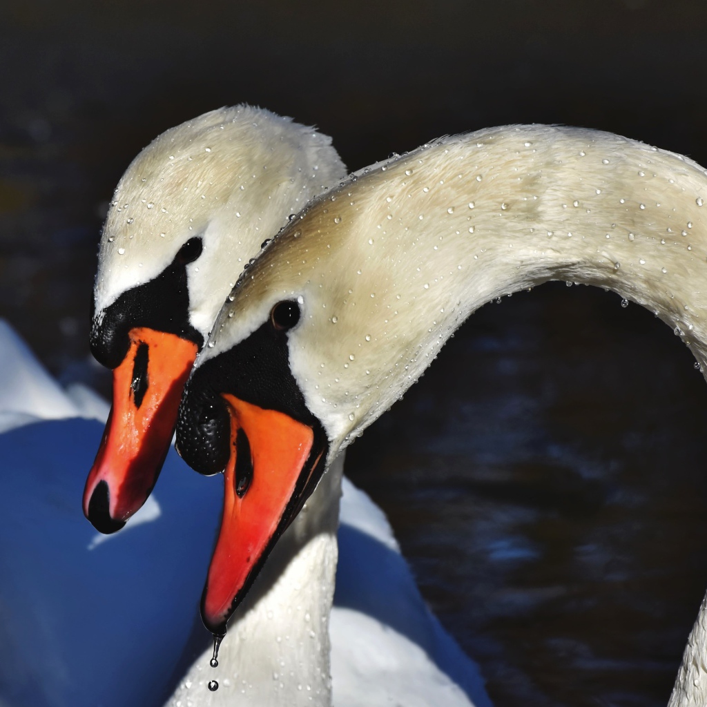 Два белых лебедя искупались в воде