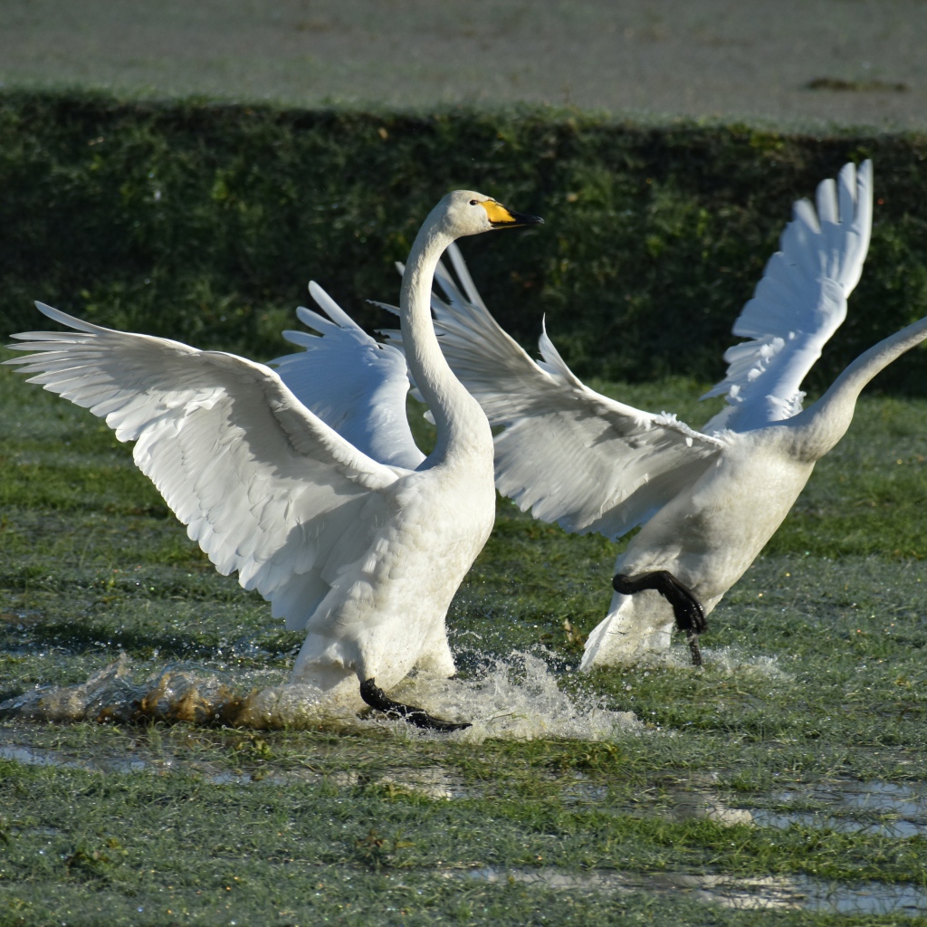 Два белых лебедя взлетают с воды