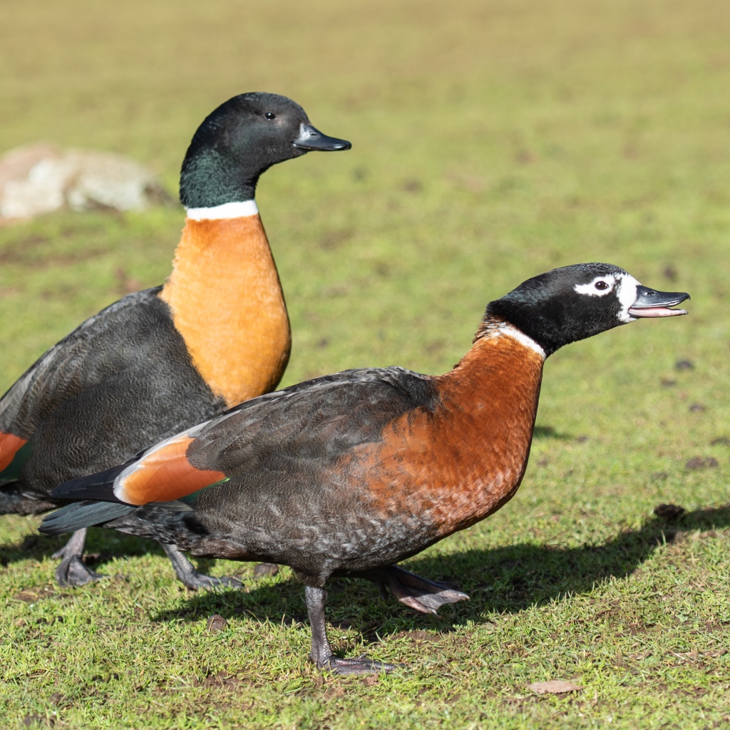 Две дикие утки на зеленой траве