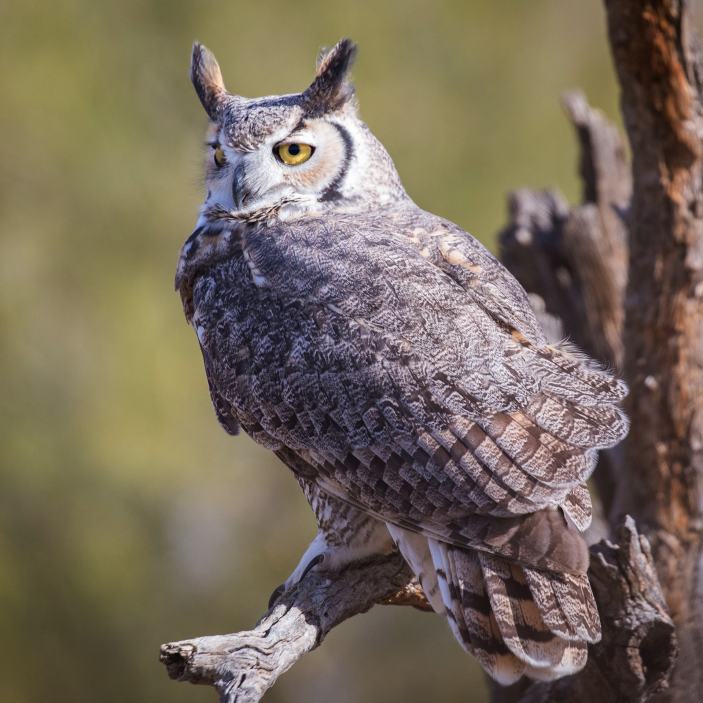 Виргинский филин сидит на ветке 