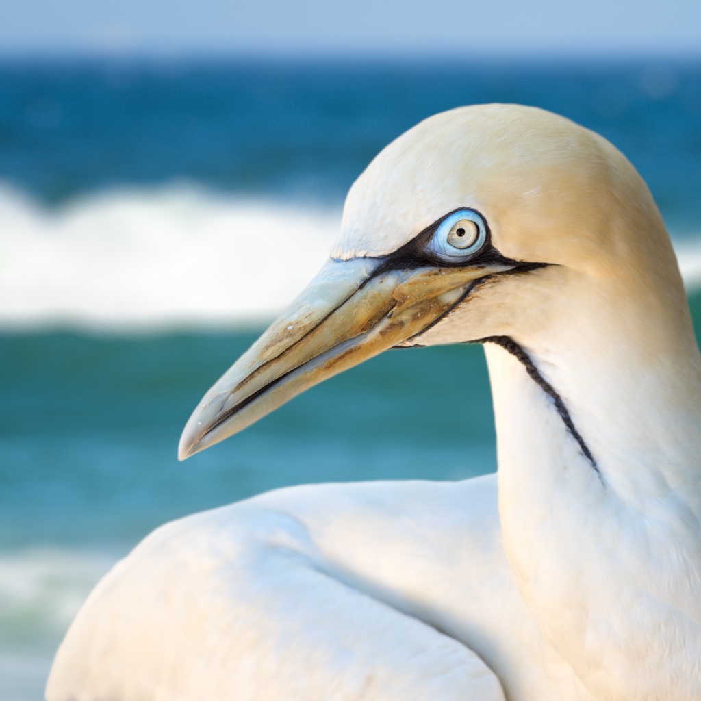 Белая капская олуша крупным планом