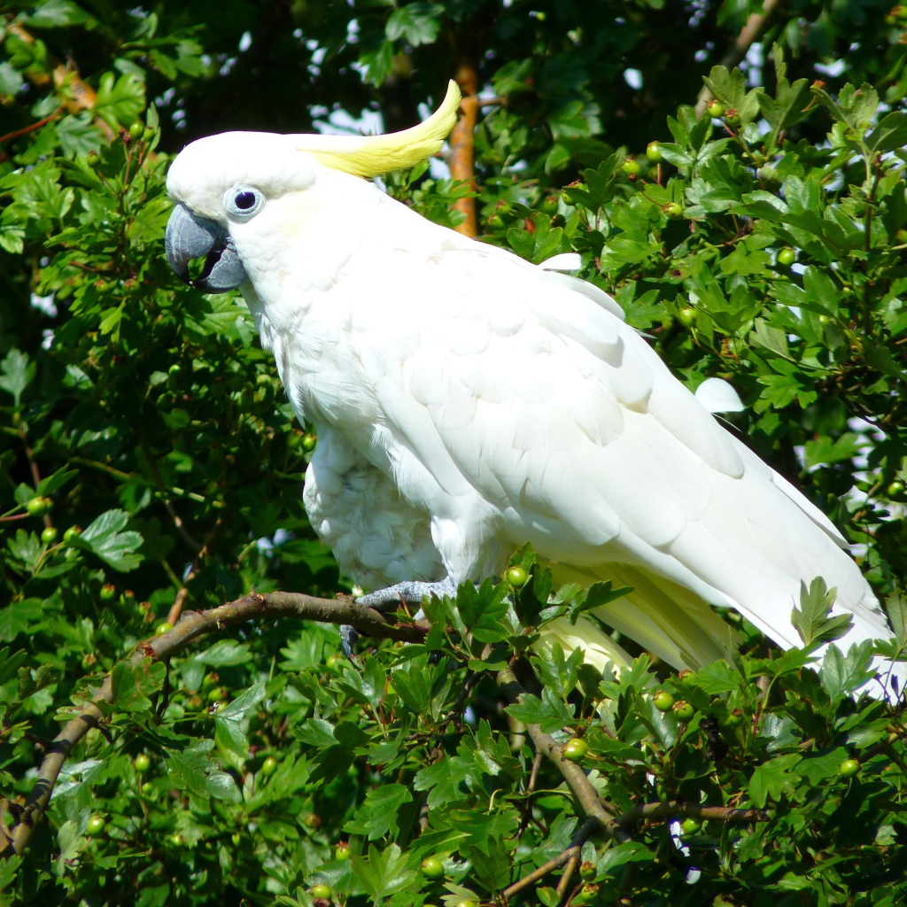 Белый какаду сидит на ветке дерева 