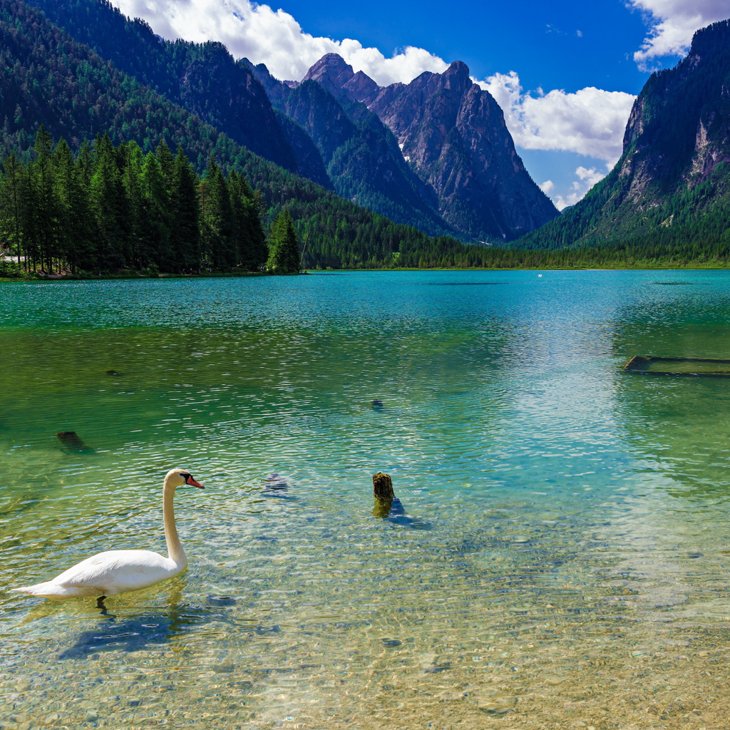 Белый лебедь плавает в горном озере