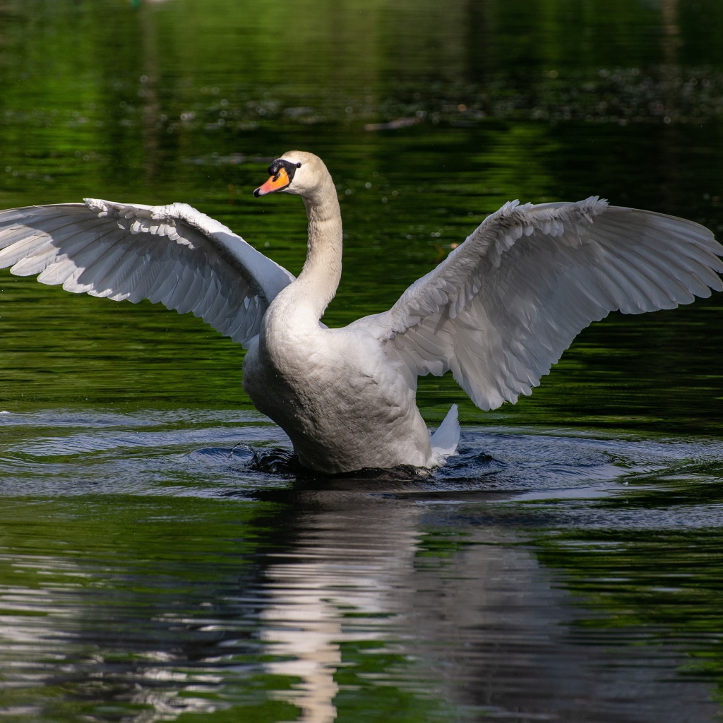 Белый лебедь взлетает с воды 