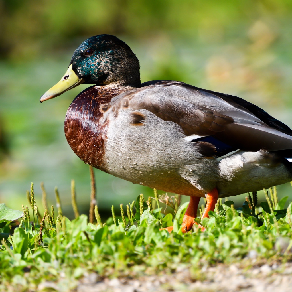 Дикий селезень на траве в лучах солнца