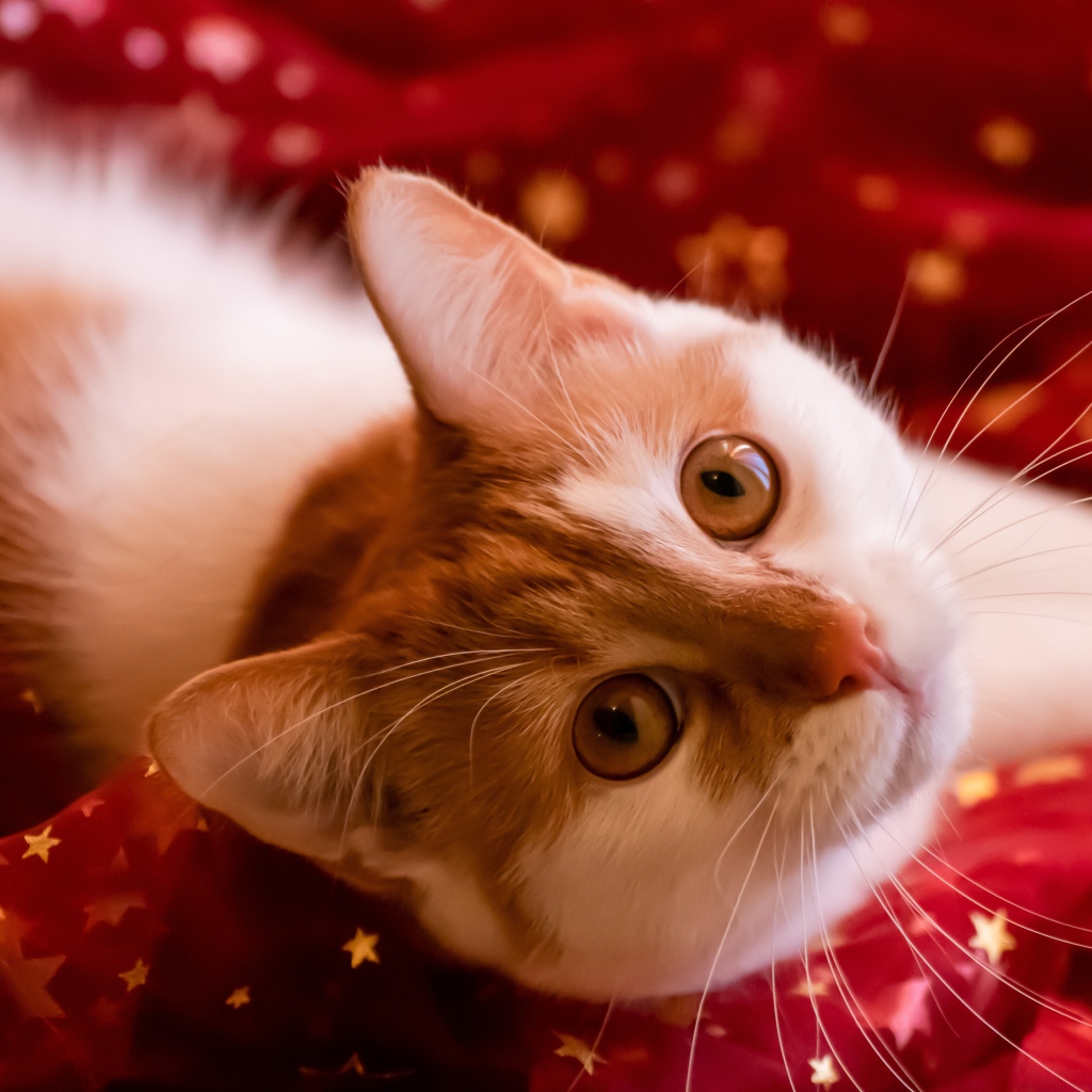 Красивый белый с рыжим кот лежит на красной ткани 