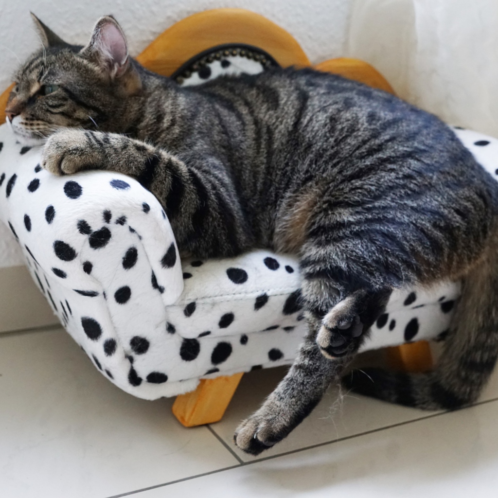 Серый домашний кот спит на кресле 