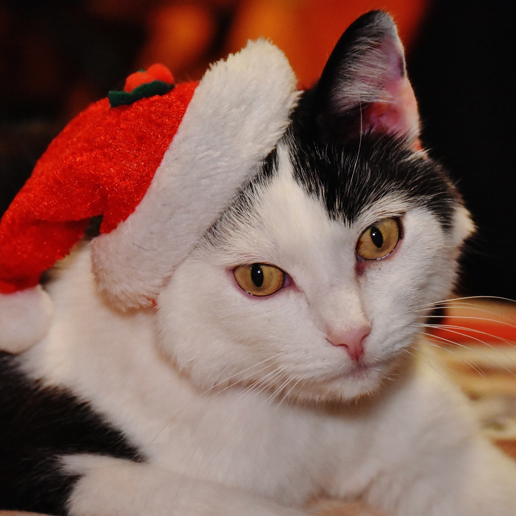 Красивый черно-белый кот в новогодней шапке