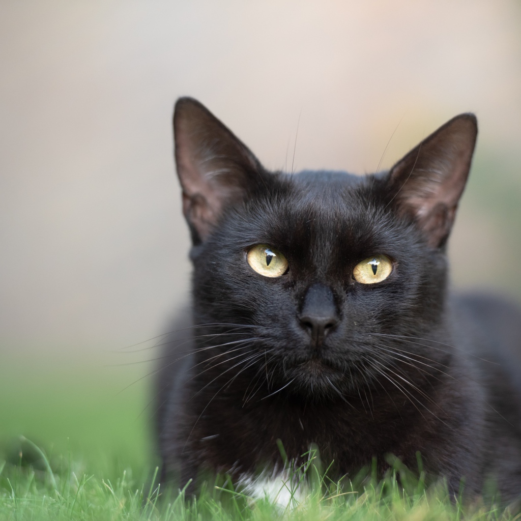 Красивый черный кот лежит на зеленой траве 