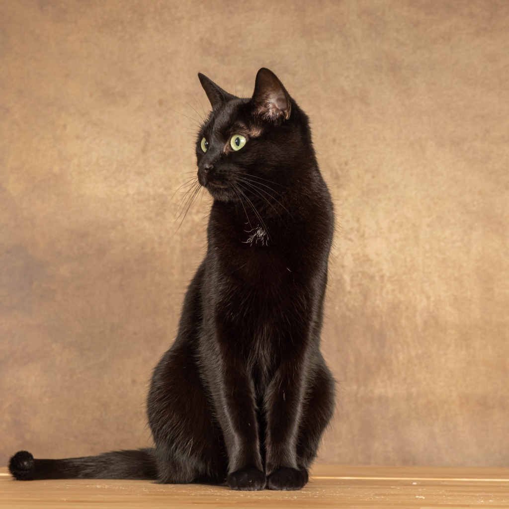 Красивый черный кот на фоне коричневой стены 