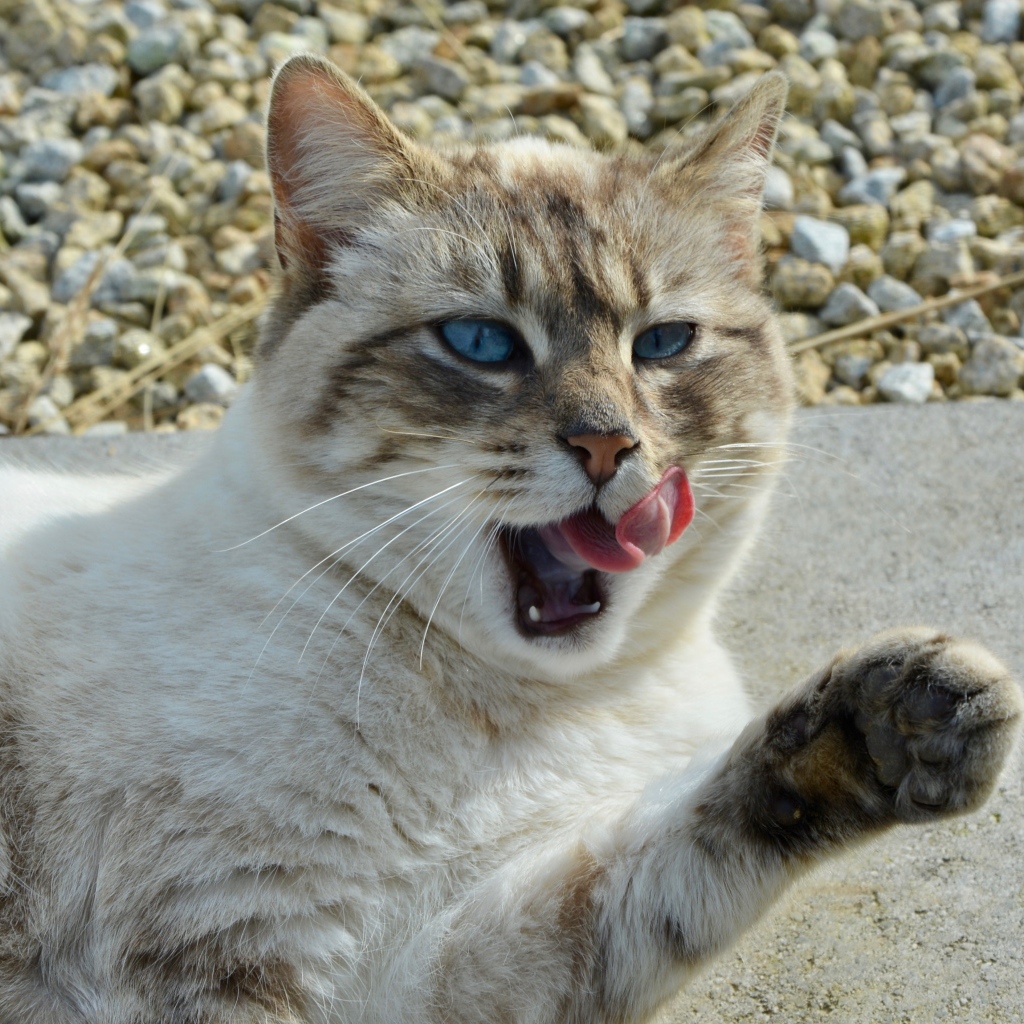 Красивая голубоглазая кошка облизывается 