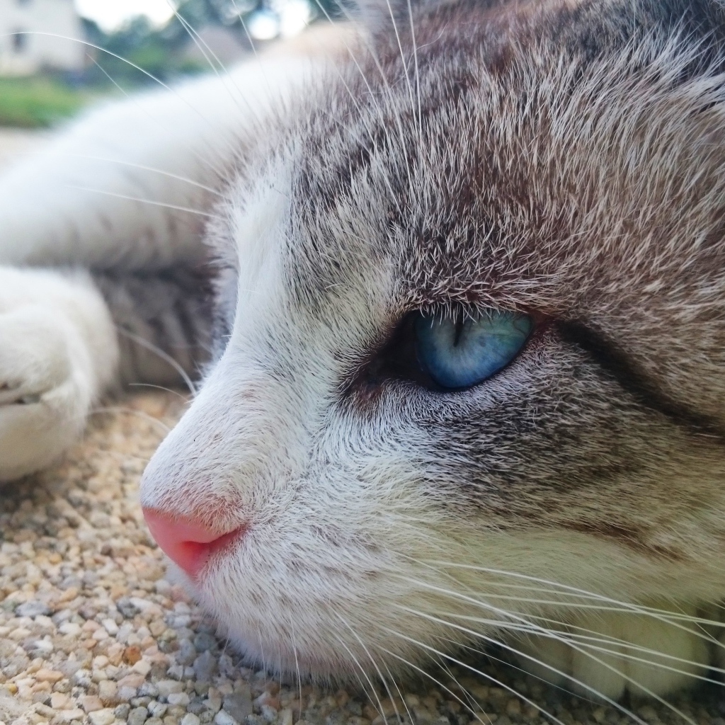 Красивый голубоглазый кот лежит на асфальте