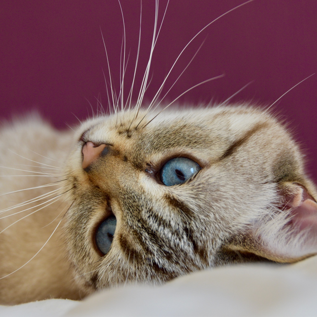 Красивая голубоглазая кошка лежит на кровати