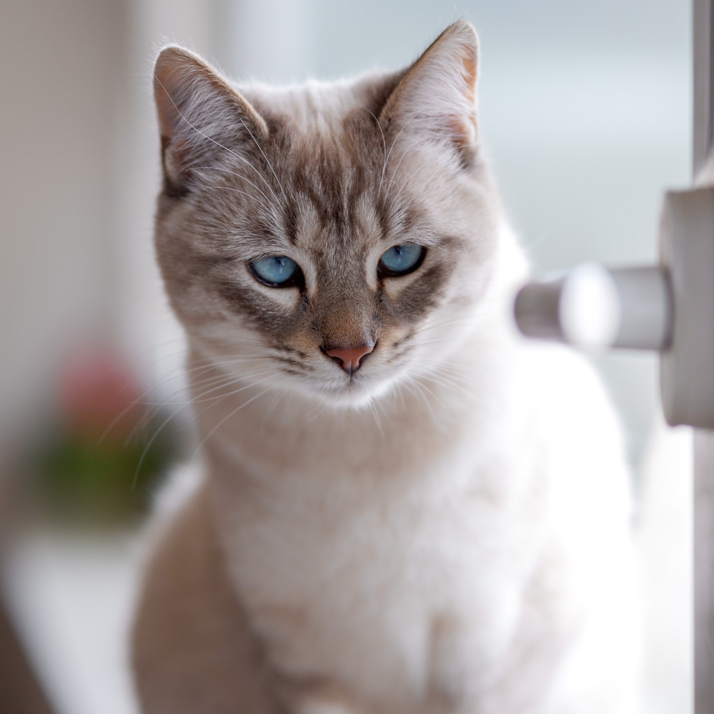 Красивый голубоглазый породистый кот у окна