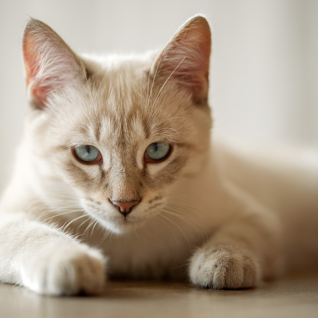 Красивая голубоглазая породистая домашняя кошка лежит на полу