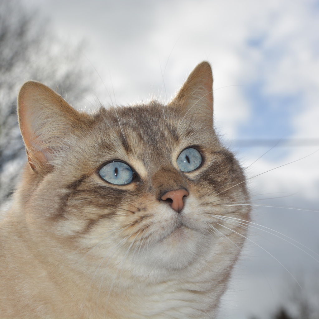 Красивые голубые глаза у кошки