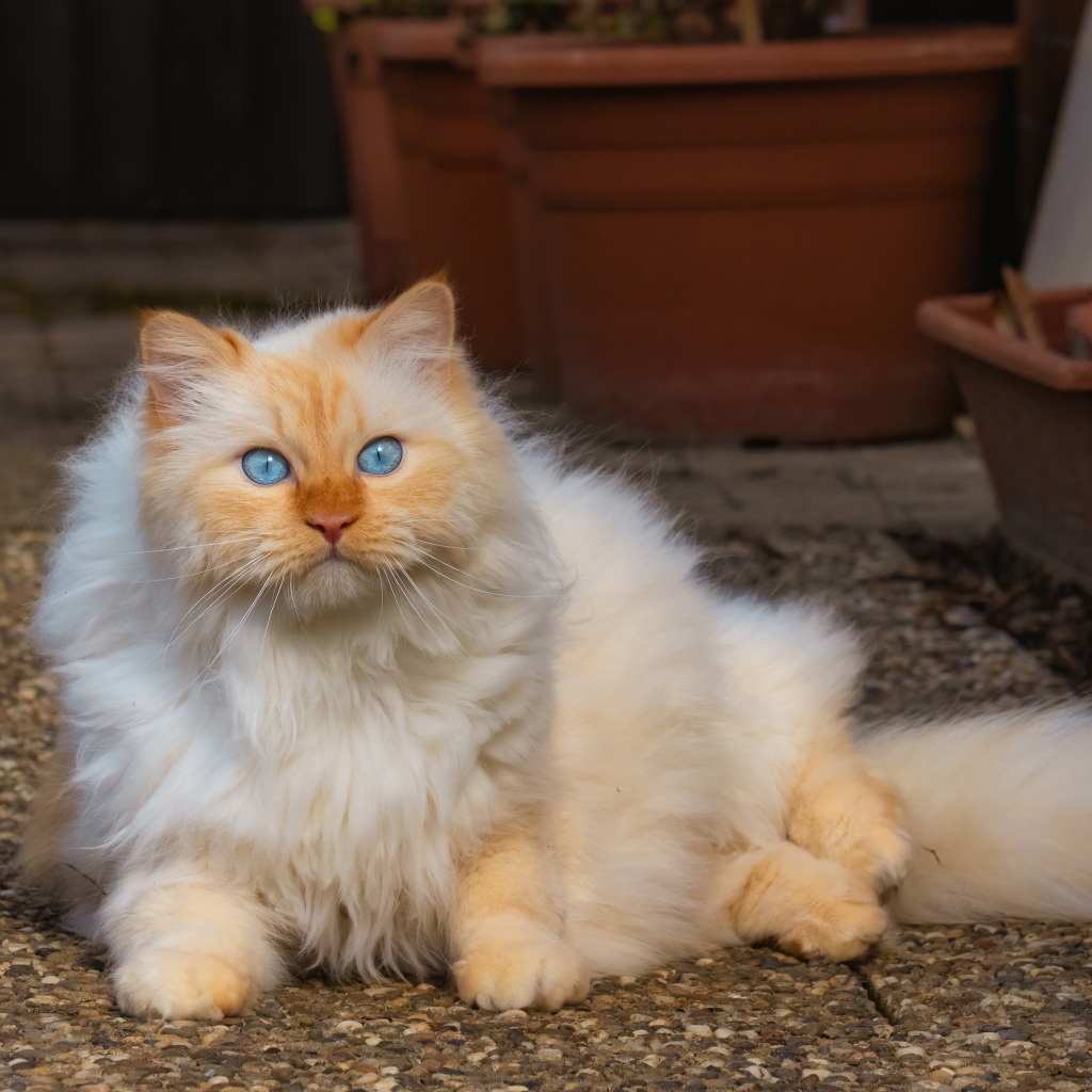 Beautiful fluffy blue-eyed ginger cat