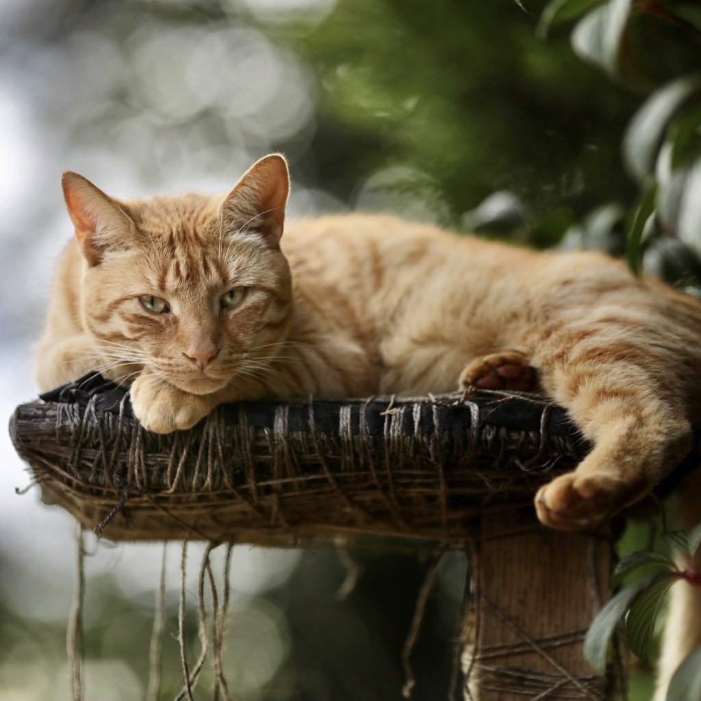 Красивый рыжий кот на лежанке 