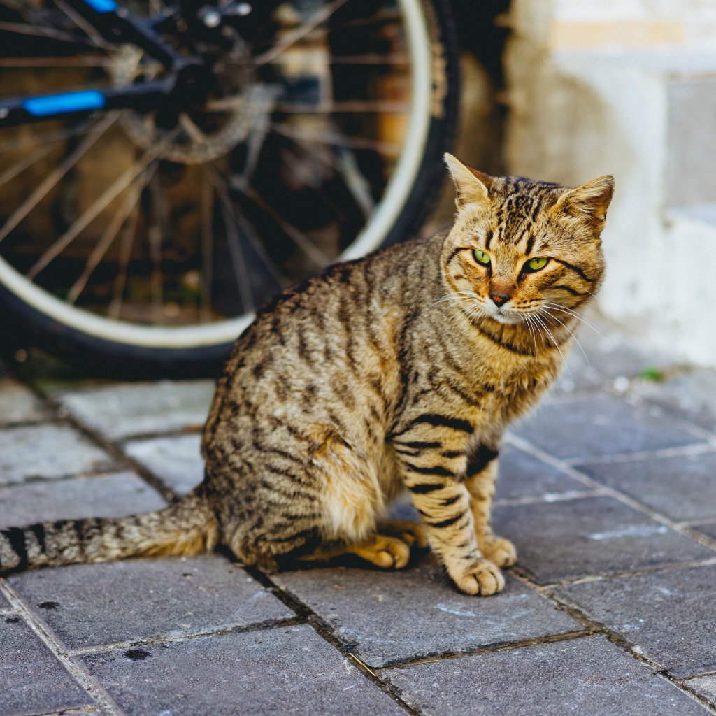 Красивый серый кот сидит у стены велосипедом 