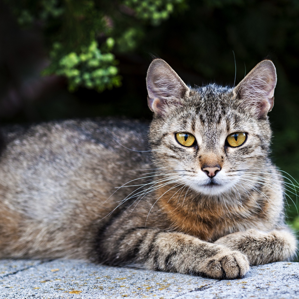 Красивый серый кот с желтыми глазами лежит на улице 