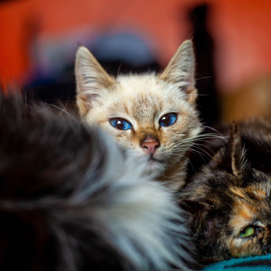 Красивые котята лежат на кровати 