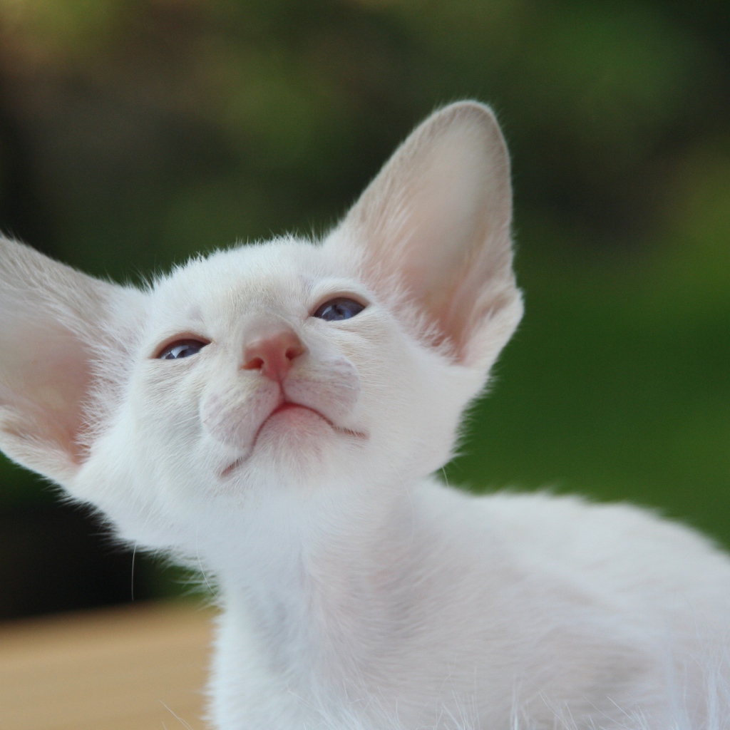 Красивый маленький белый котенок ориентал