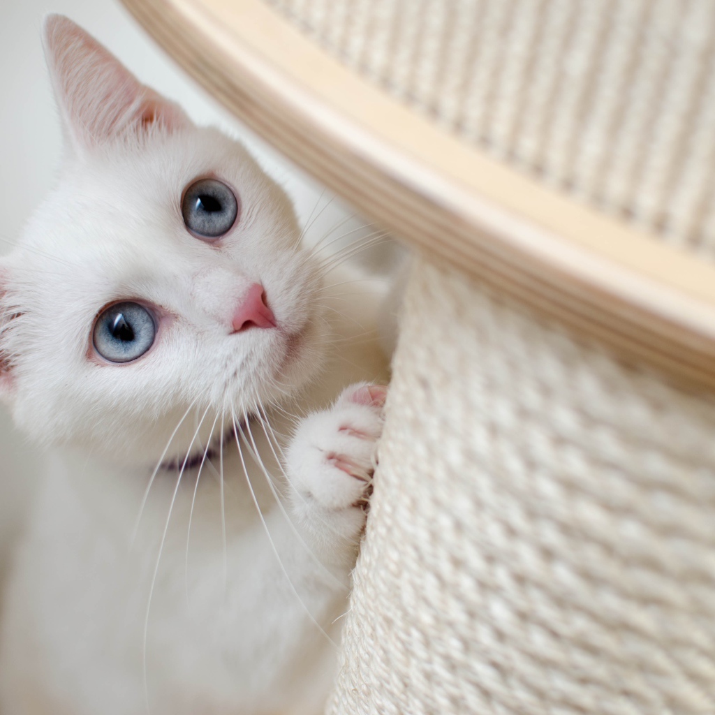 Красивая белая кошка с голубыми глазами