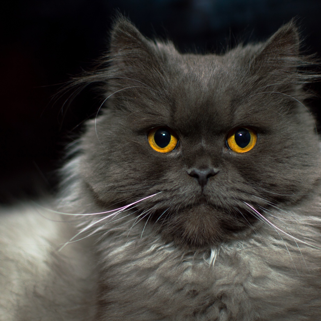 Большой пушистый породистый кот с желтыми глазами 