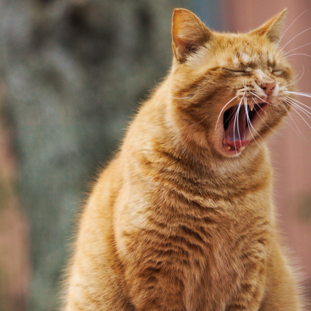 Большой рыжий кот зевает