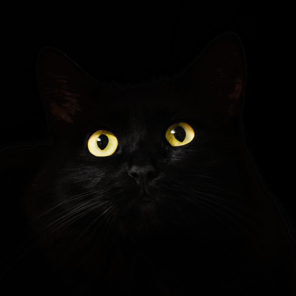 Большие желтые глаза кошки на черном фоне