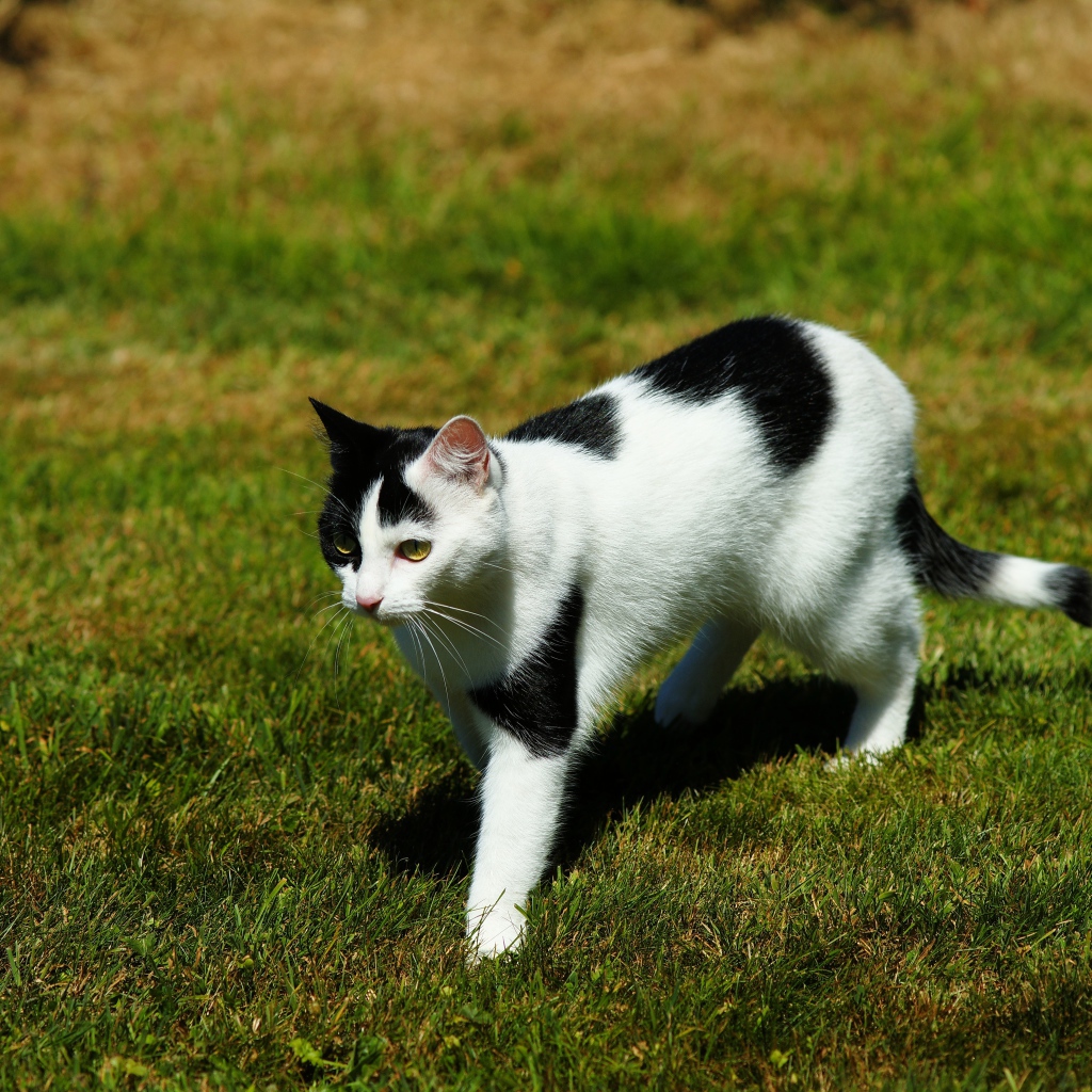 Черно-белая кошка идет по зеленой траве 