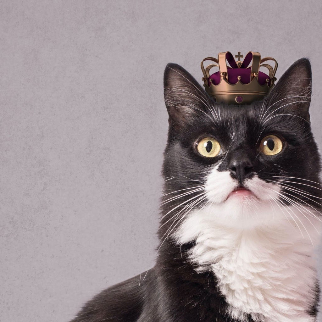 Черно-белый кот с короной на голове на сером фоне 