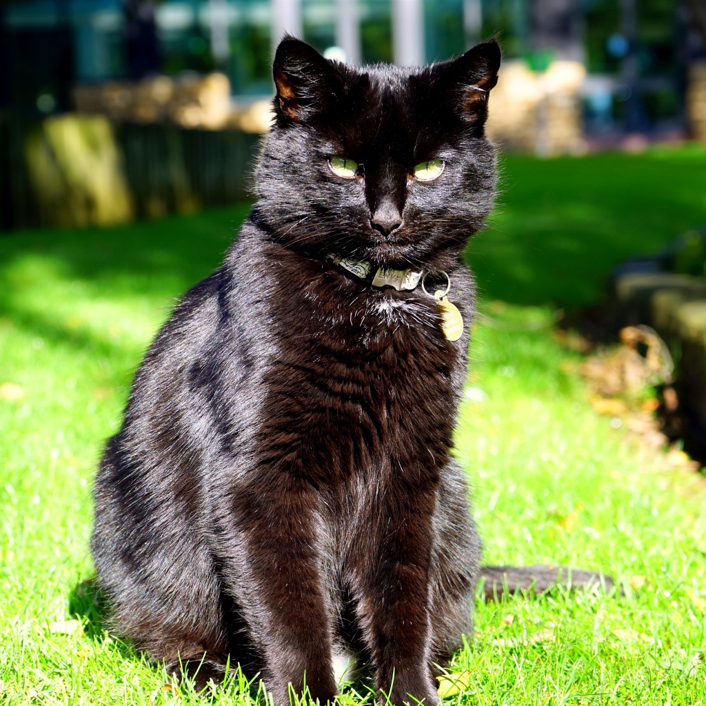Черный красивый кот сидит на зеленой траве