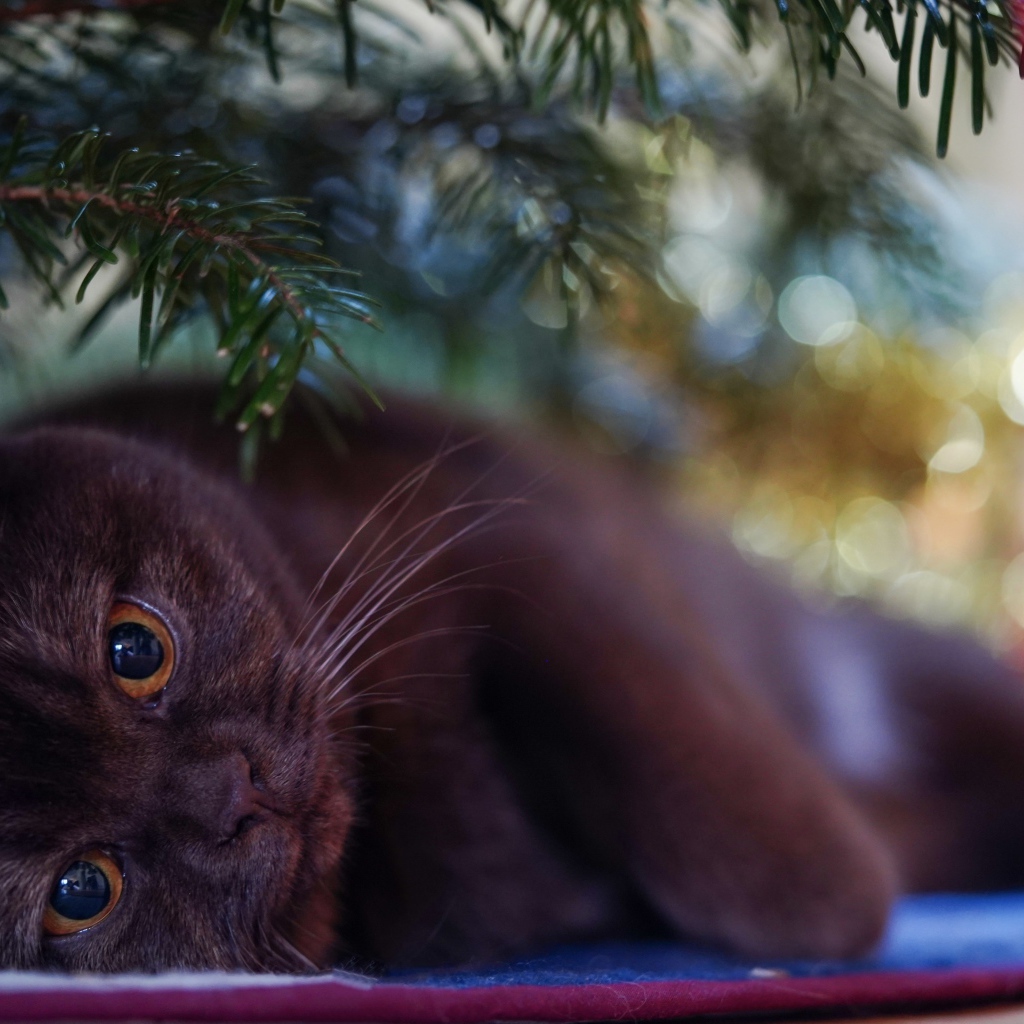 Black thoroughbred British cat under the spruce