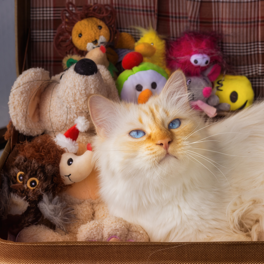 Голубоглазый кот в чемодане с игрушками 