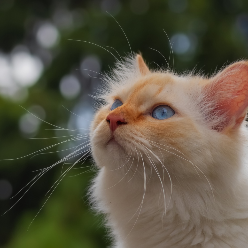 Голубоглазая рыжая кошка с длинными усами
