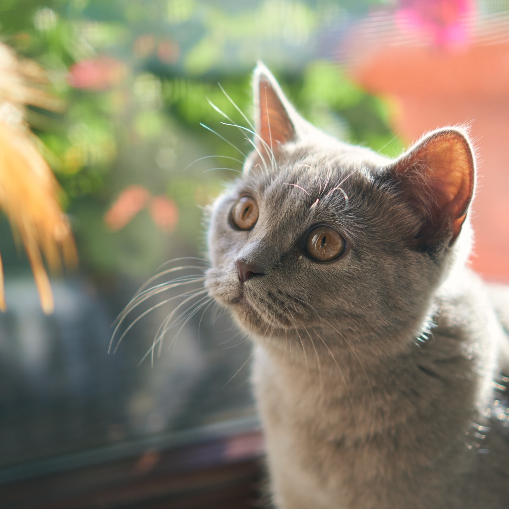 Британский котенок смотрит на игрушку