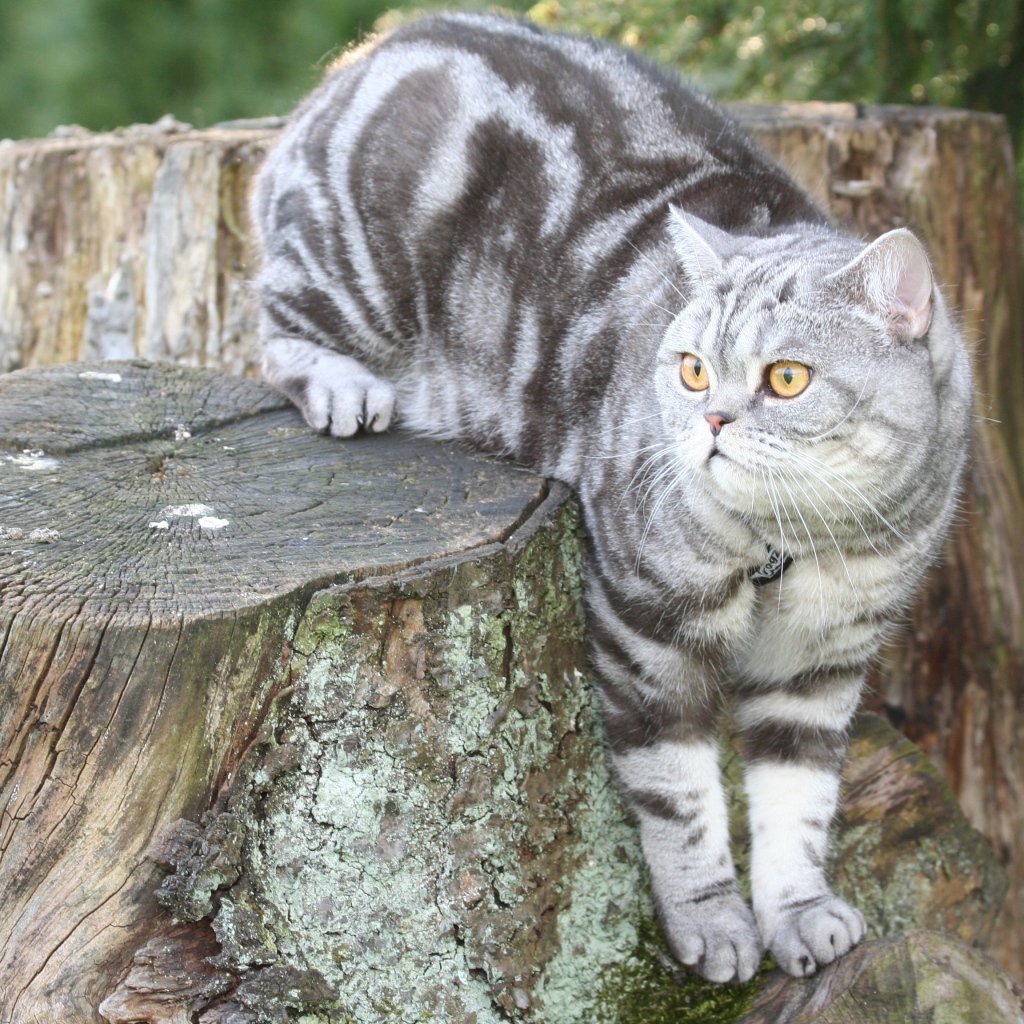 Полосатый британский кот сидит на пне 