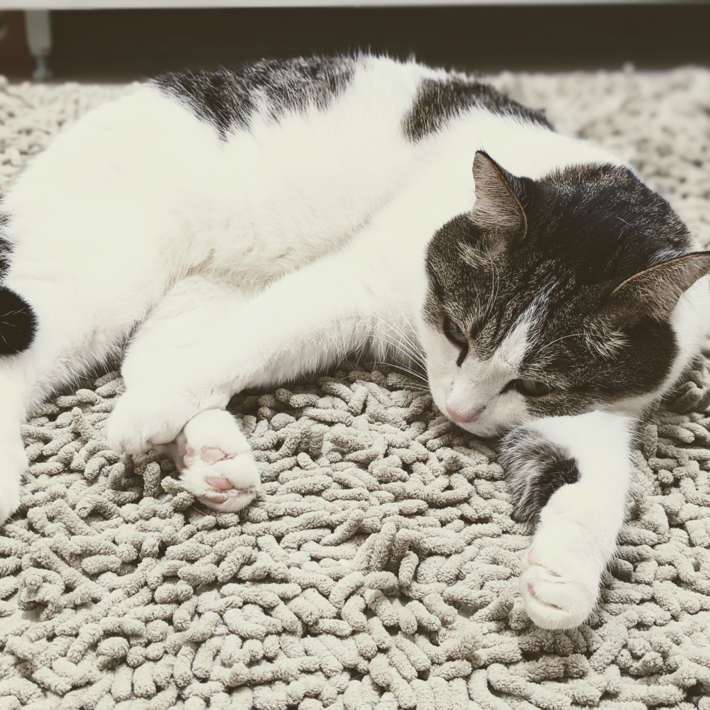 Домашняя кошка лежит на покрывале