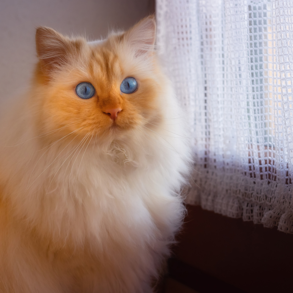 Пушистая голубоглазая кошка сидит у окна 