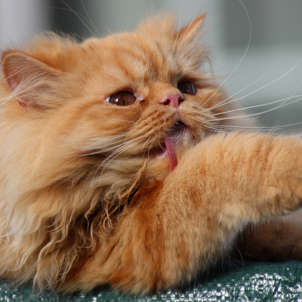 Fluffy ginger cat licks paw
