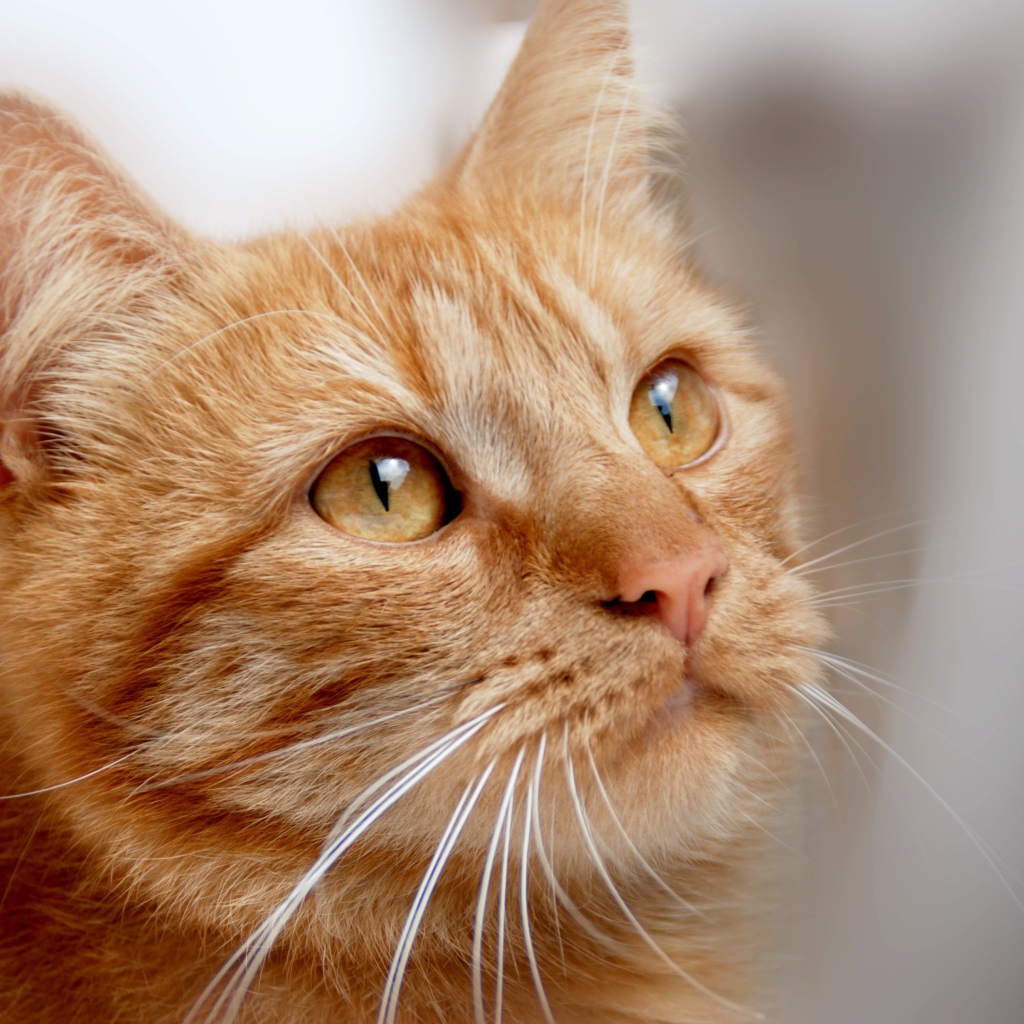 Ginger cat with orange eyes