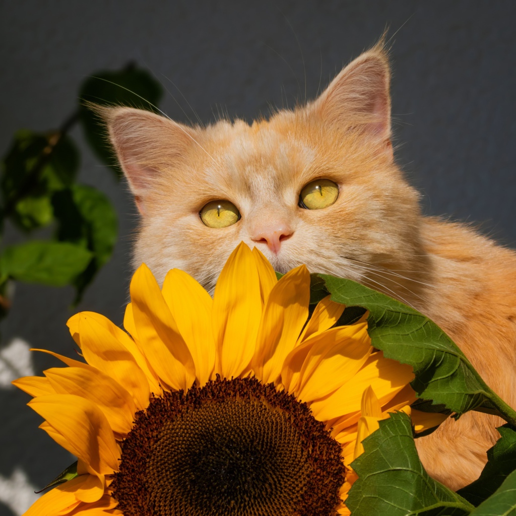 Рыжий кот с цветком подсолнуха на сером фоне 