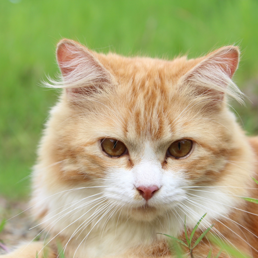 Рыжий чистый кот лежит на траве